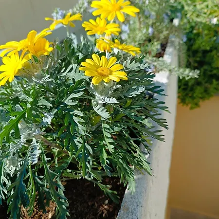 Frühstückspension My Fiumicino